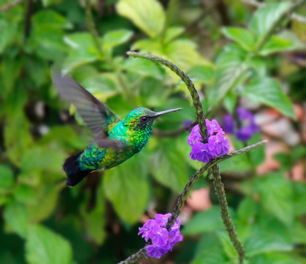 Ecolodge Bahia Del Penon Guatapé Zewnętrze zdjęcie