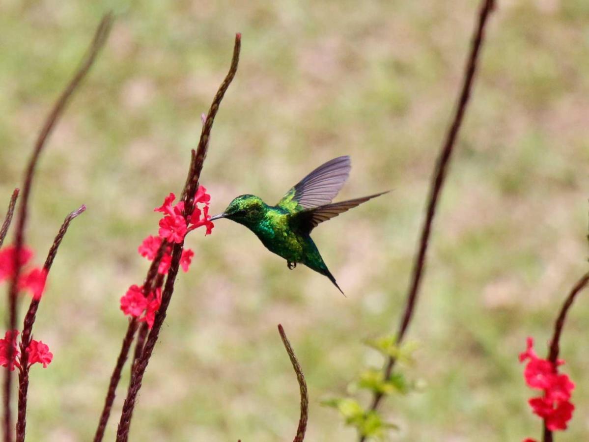 Ecolodge Bahia Del Penon Guatapé Zewnętrze zdjęcie